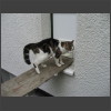 092238_doch_lieber ned.jpg